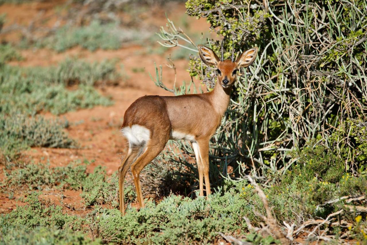 Buffelsdrift Game Lodge Oudtshoorn Exterior foto